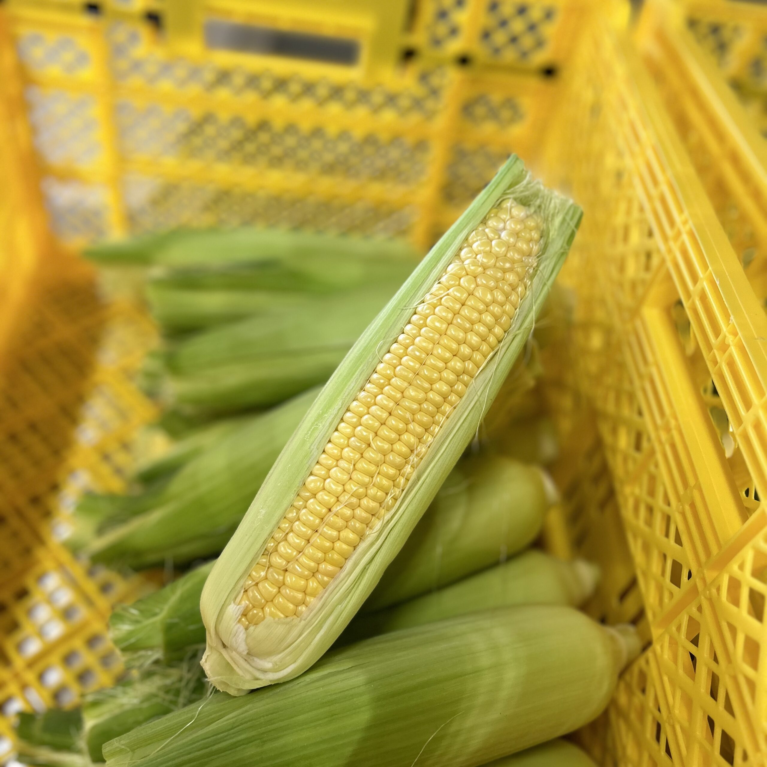 親和のお野菜がネット販売開始！！