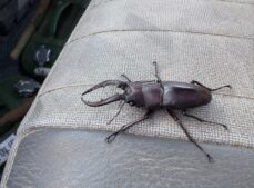 明けましておめでとうございます。