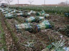 雪が舞う中での収穫