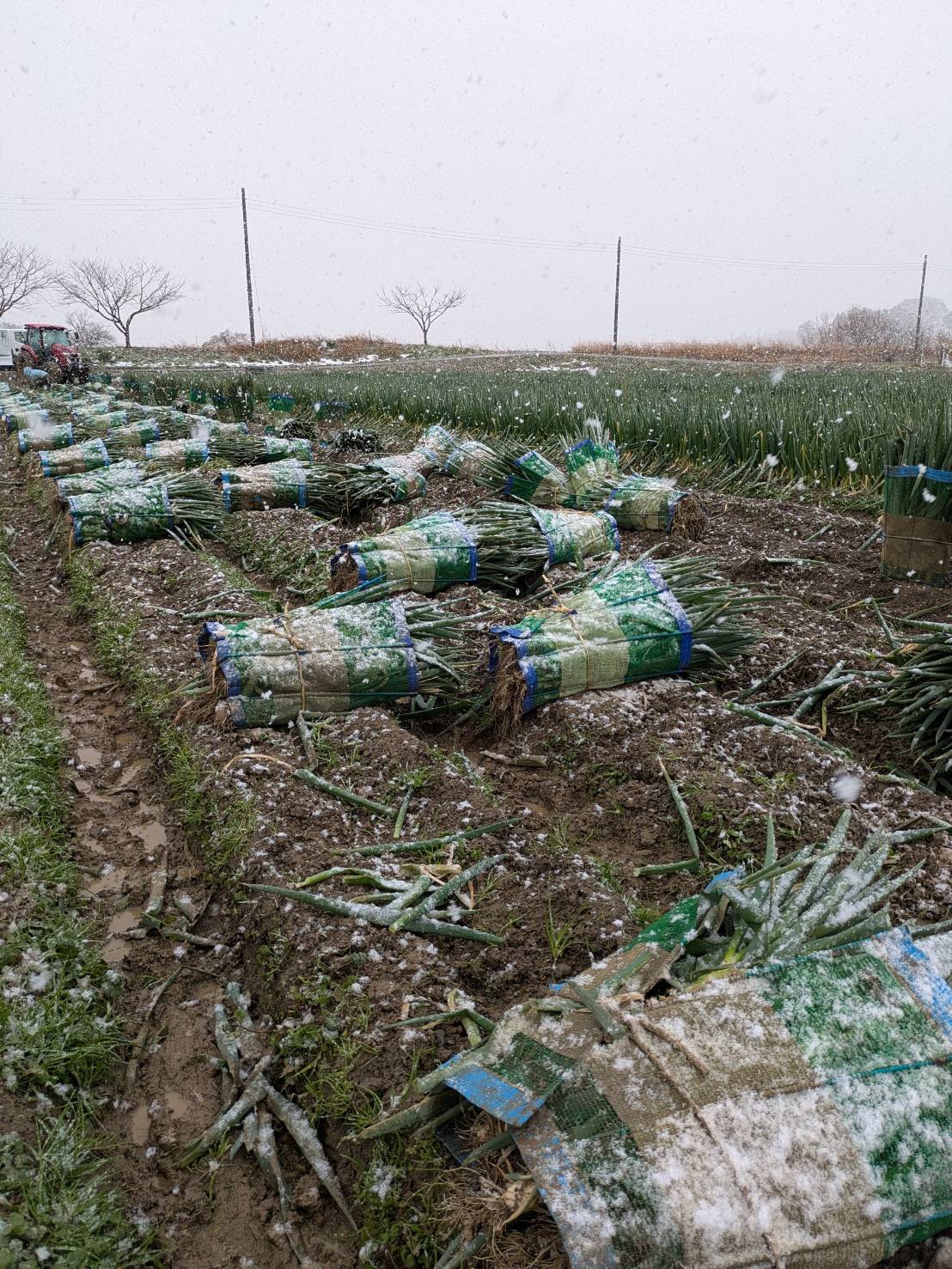 雪が舞う中での収穫