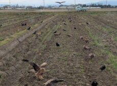 コメ作りの準備が始まりました