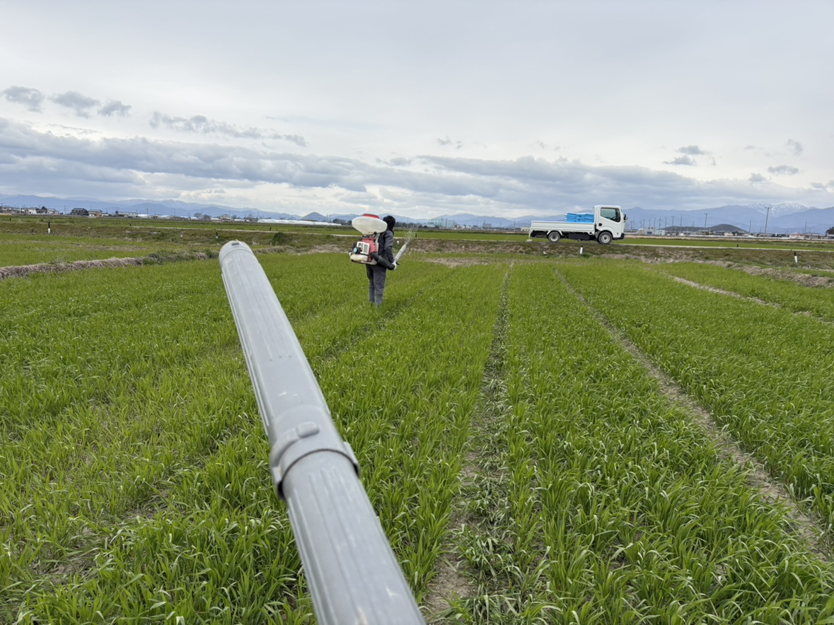 麦の追肥